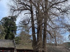 -潭柘寺景区