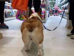 -鼎级派宠物(中南店)