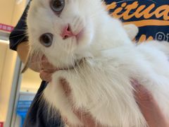 -lincat·猫舍(广州店)