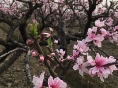 -南汇桃花村