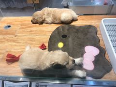 -狗道宠物(常熟印象城店)