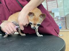 -美联众合动物医院·24h京西诊疗中心