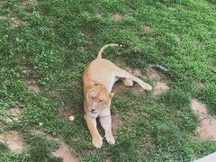 -西霞口神雕山野生动物世界