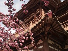 -西安青龙寺遗址景区