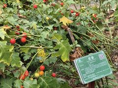 -广西壮族自治区药用植物园