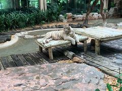 与白虎共餐-白虎自助餐厅·真老虎·景观自助餐厅(广州长隆酒店)