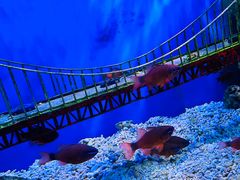 -太平洋海底世界