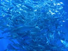 -成都浩海立方海洋公园