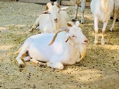 -蒙古大营(朝阳公园店)