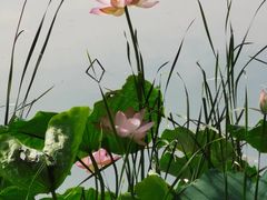 -艾溪湖湿地公园