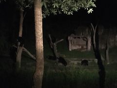 -清迈夜间动物园
