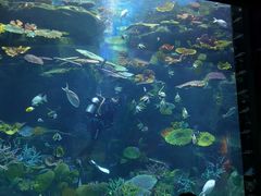 -暹罗海洋世界