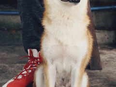 -柴犬高等学院·狗咖·柴犬售卖·宠物训练