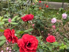 -人民公园(罗湖区)