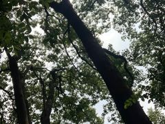 -上海佘山国家森林公园天马山园