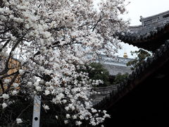 -龙华寺
