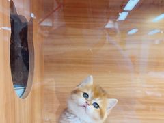 -猫十亿·布偶金渐层·曼基康矮脚猫舍(青年路店)
