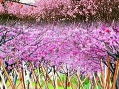 -天适樱花悠乐园