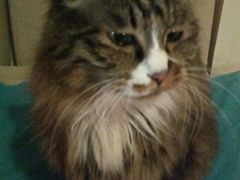 android_upload_pic-Anne猫窝咖啡屋