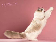 -青奢宠物·青奢猫舍