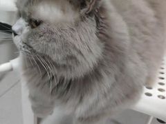 -我爱猫咪·猫咖·狗咖·安哥拉兔·羊驼咖(小寨华旗店)