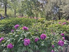 -莲花池公园