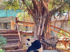 -泉州海丝野生动物世界