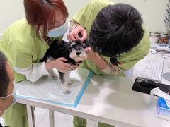 -艾吉宠物医院·疑难杂症转诊中心·猫友好(碧江路院)