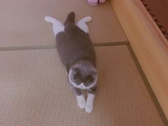 -猫先生桌游