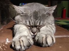 -猫猫幼稚园·撸猫·桌游·电玩