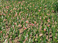 -长春公园(普阳街道)