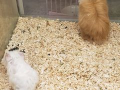 -藦茜花园宠物主题亲子互动体验馆(国顺东路店)