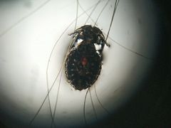 -美联众合动物医院·伴可分院·内科中心医院