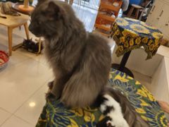 -平行世界·猫咖(首经贸店)