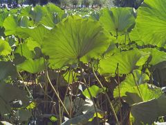 -长春市南湖公园