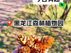 -黑龙江省森林植物园