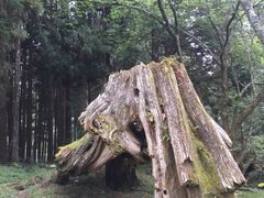 -阿里山神木遗迹
