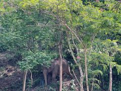 -野象谷景区