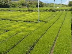 -雪绿茶博物馆