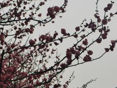 -香雪海