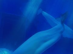 -上海海昌海洋公园-冰山北极馆