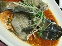 清蒸海石斑-森谷美食公园(杨行店)