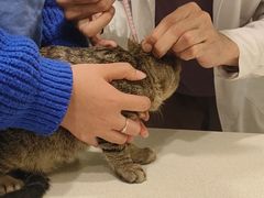 -艾吉宠物医院·疑难杂症转诊中心·猫友好(碧江路院)