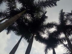 -金花茶公园