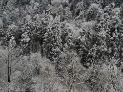 -武陵山森林公园