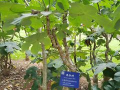 -中国科学院西双版纳热带植物园