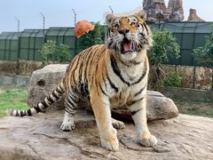-上海野生动物园