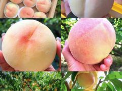 -老袁家蜜桃农场·阳山水蜜桃