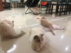 -鼓捣猫呢主题猫咖店