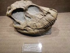 -自贡恐龙博物馆